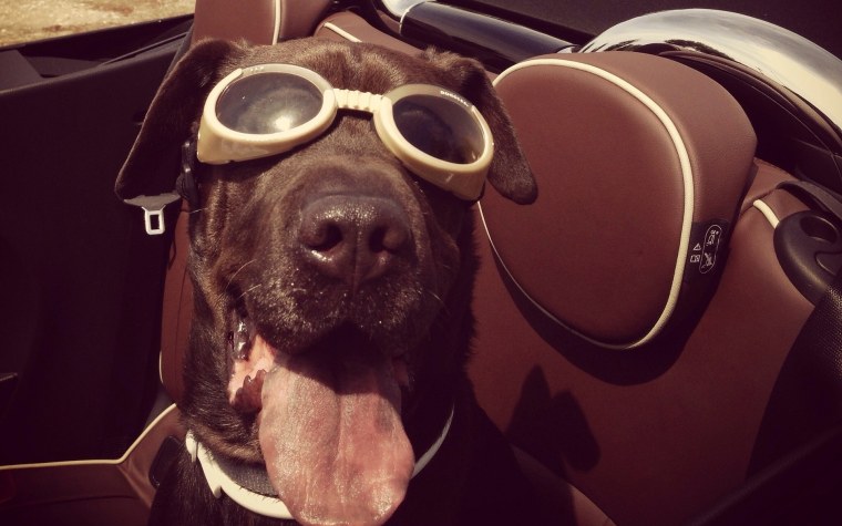 Крутые собаки