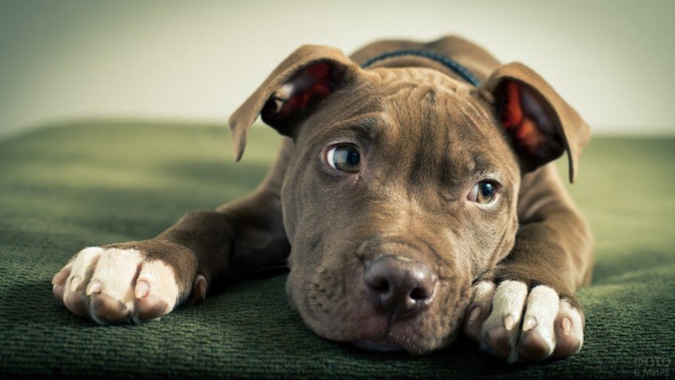 Хаски в поле