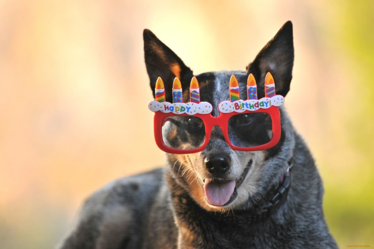 Крутые животные в очках