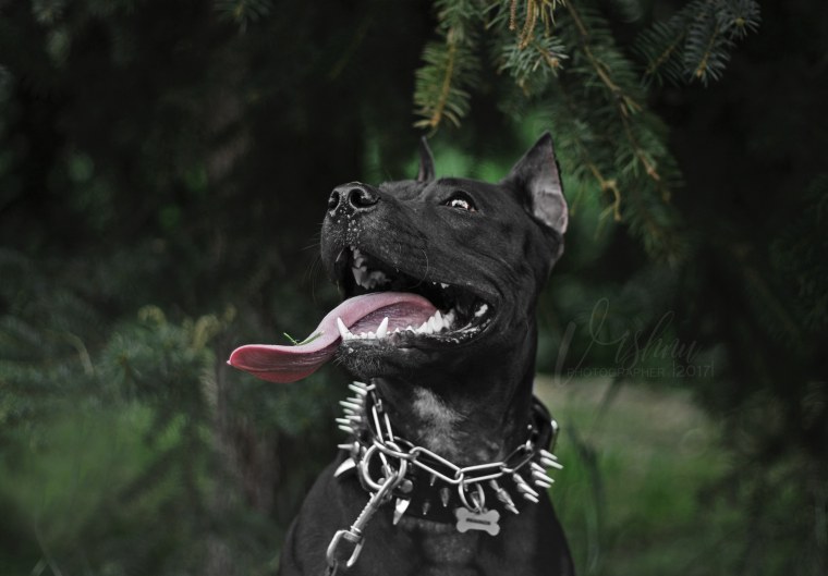 Питбуль Блэк Кинг