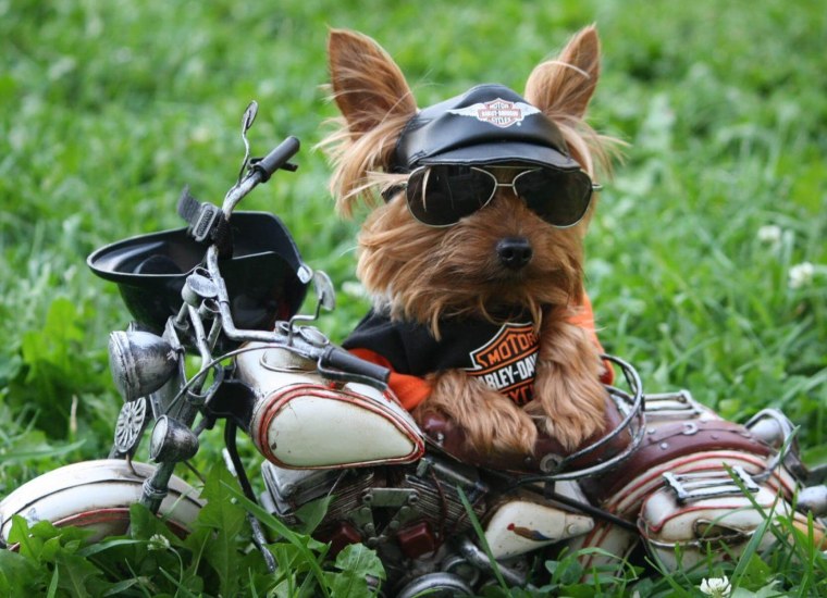 Крутые собаки