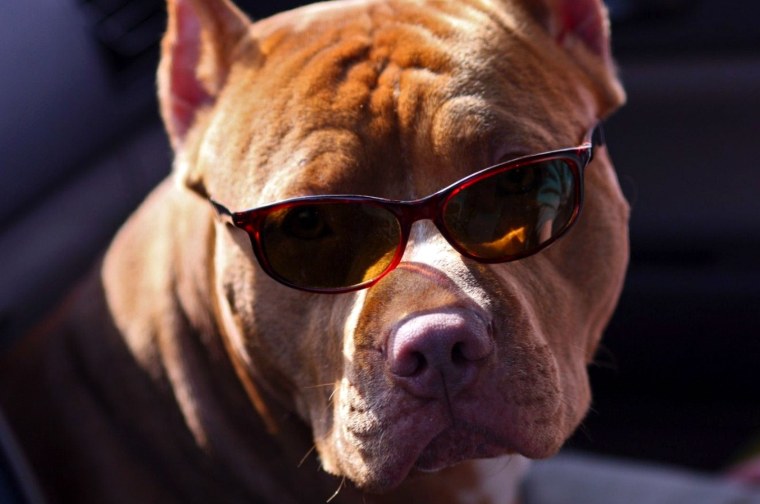 Немецкая овчарка Гюнтер IV