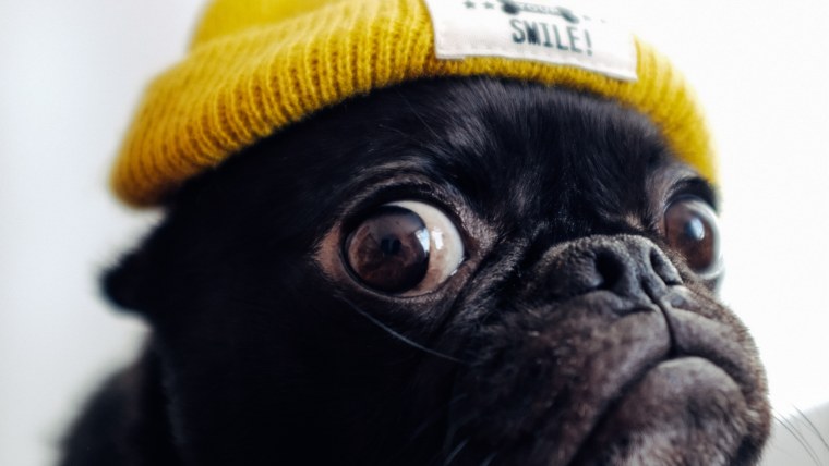 Самые красивые животные