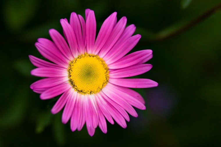 Цветы картинки для детей