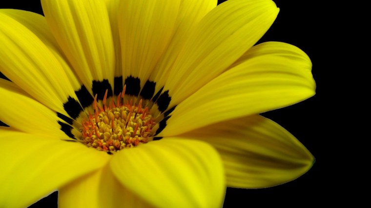 Красивые желтые цветы