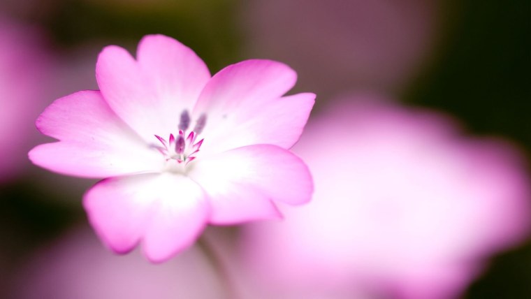 Маленькие розовые цветочки