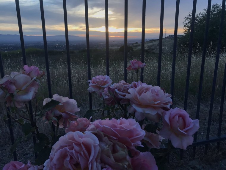 Розы Эстетика