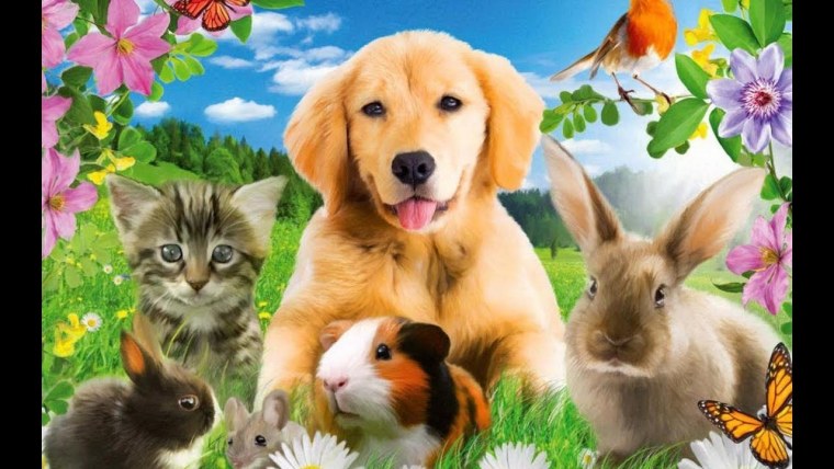 Домашние животные