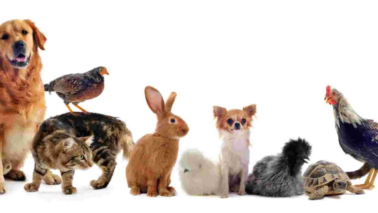 Разнообразие домашних животных