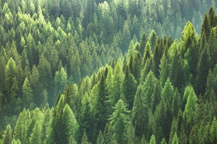 Тайга (хвойные леса) Сыктывкар