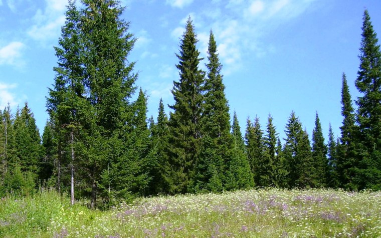 Тайга (хвойные леса) в Питере