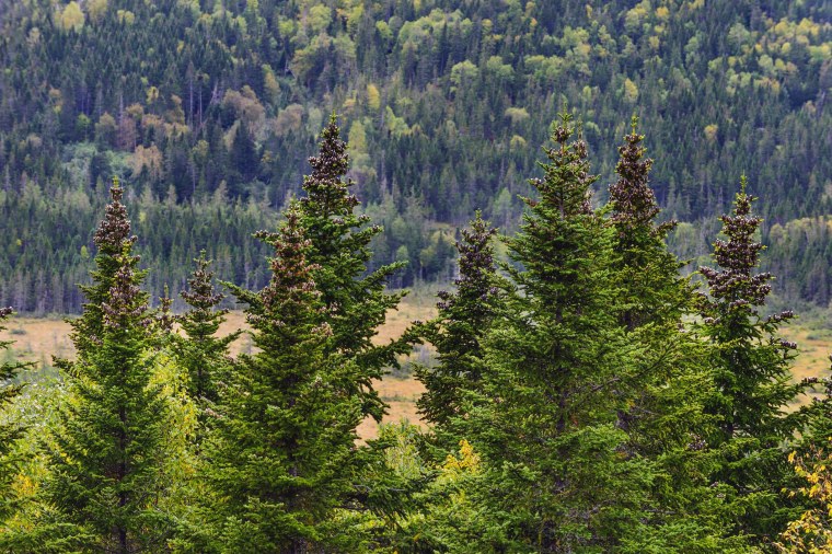 Ель Сибирская темнохвойная