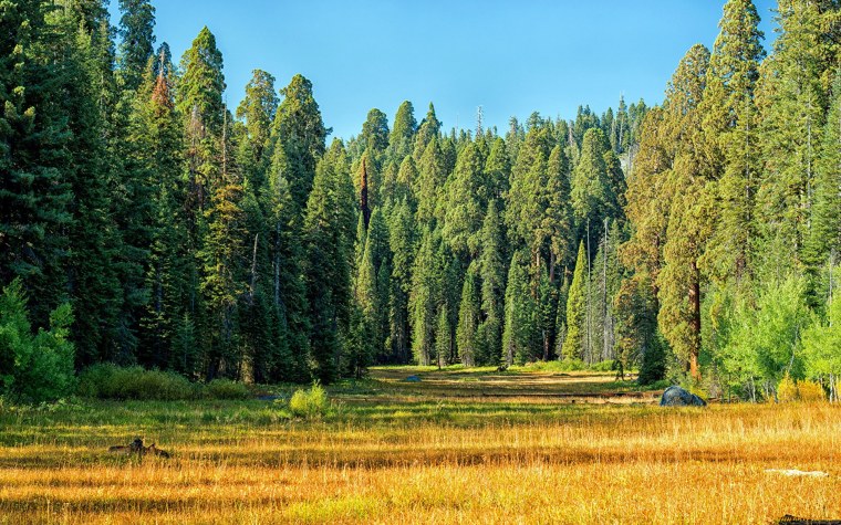Хвойный лес Америки