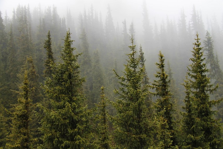 Пихтовый лес тайги