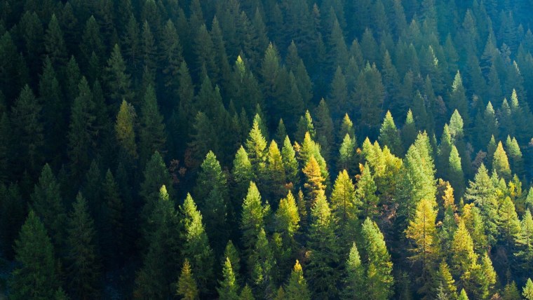 Пихтово-еловые леса Урала