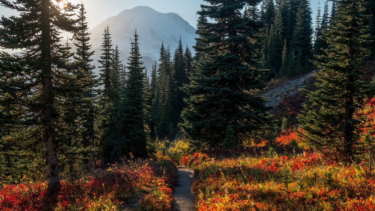 Еловый лес осень горы