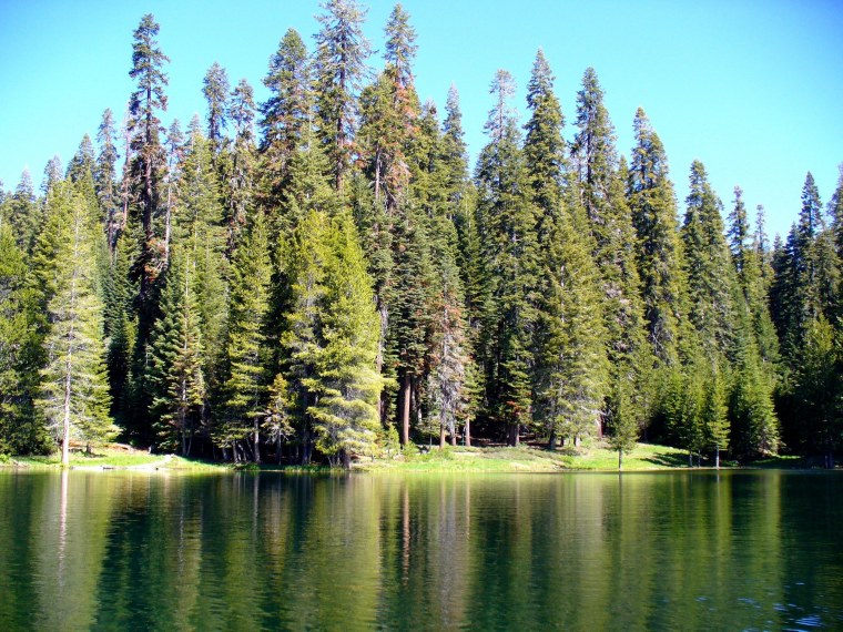 Тайга (хвойные леса)