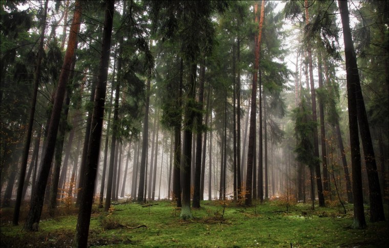 Елово Сосновый лес