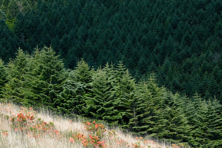 Хвойный лес ельник