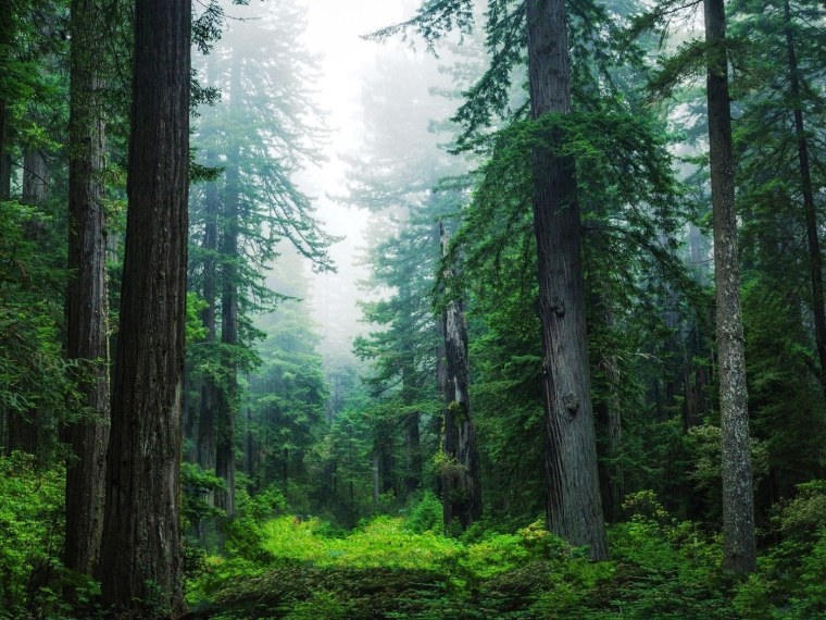 Дремучий еловый лес