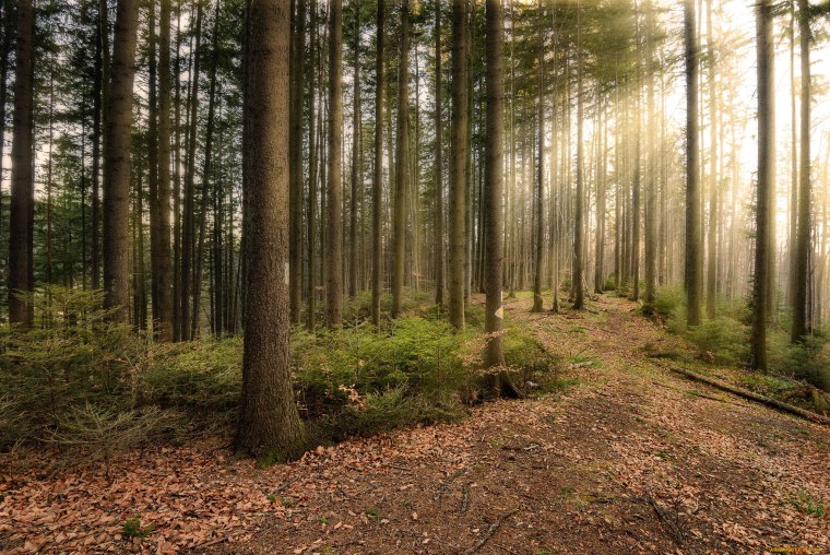 Тропинка в хвойном лесу