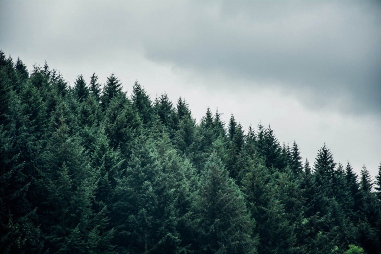 Верхушки деревьев