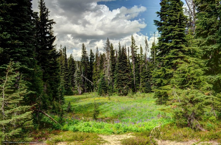 Хвойный лес ельник