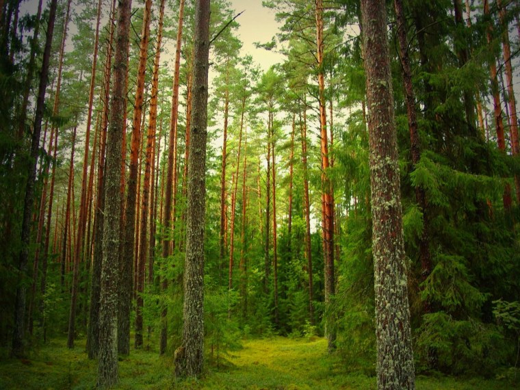 Елово Сосновый лес