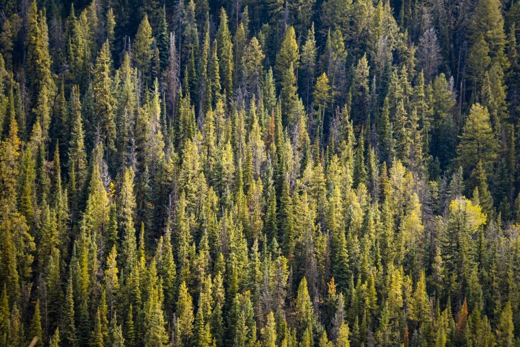 Пихтово-еловые леса Урала