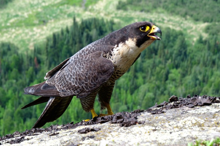 Пустельга Кречет Сапсан