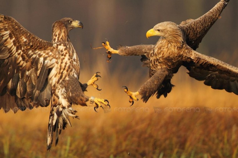 Орлы дерутся