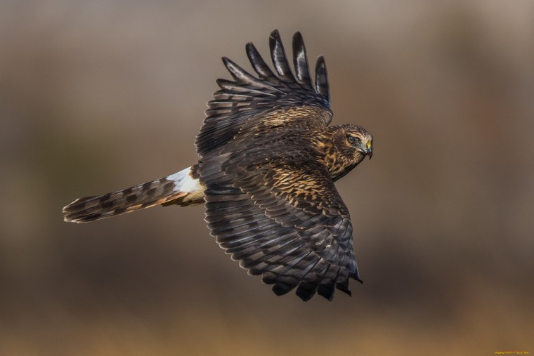 Ястреб крючконос птица