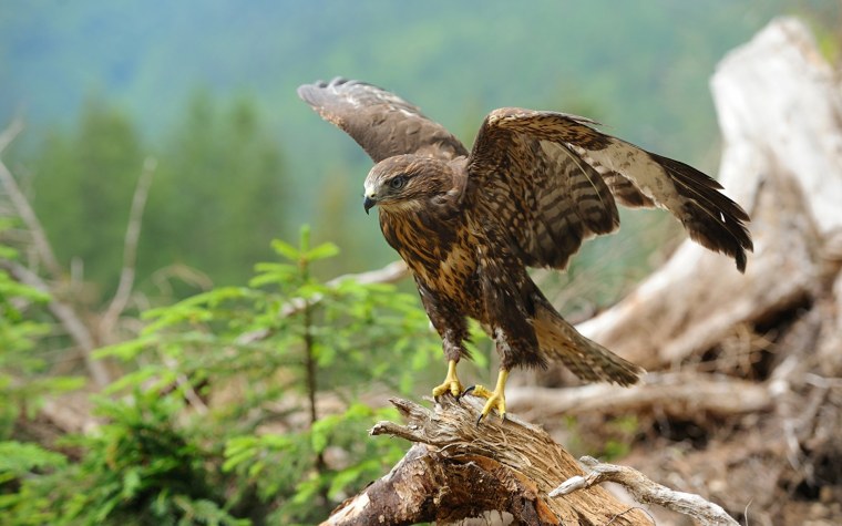 Ястреб канюк