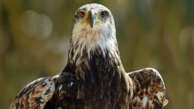 Орел хищная птица