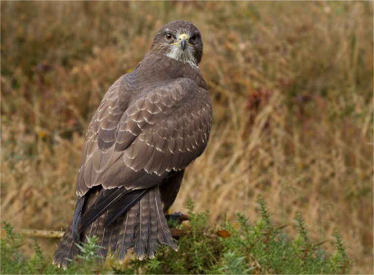 Саванный канюк