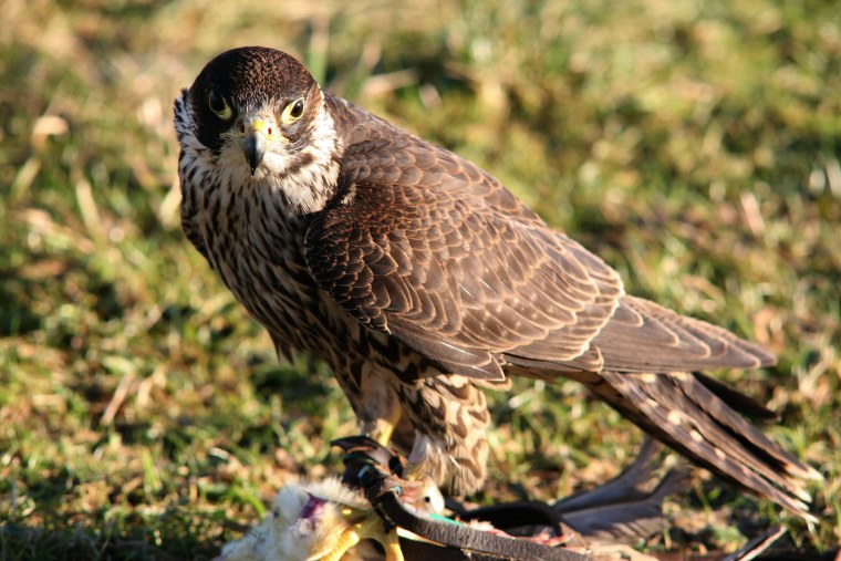 Лунь канюк тетеревятник