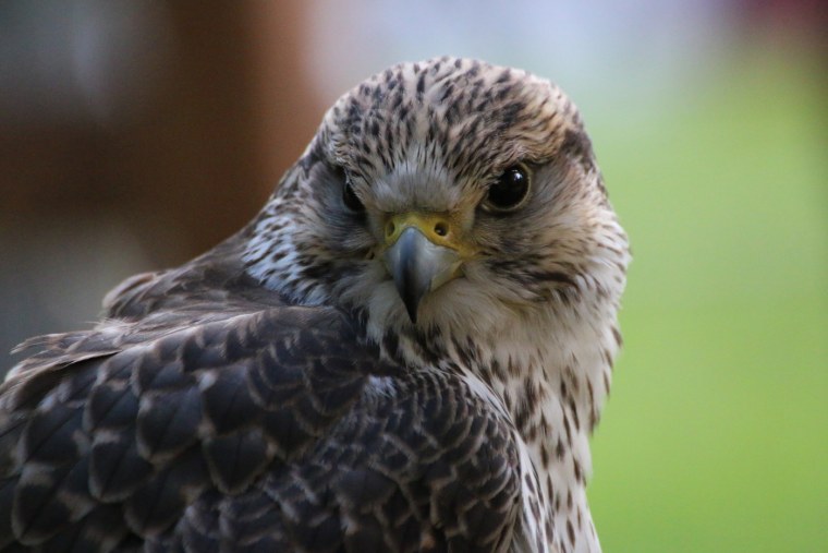 Хищные птицы Зауралья