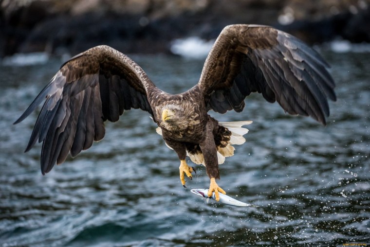 Хищные птицы Эстонии