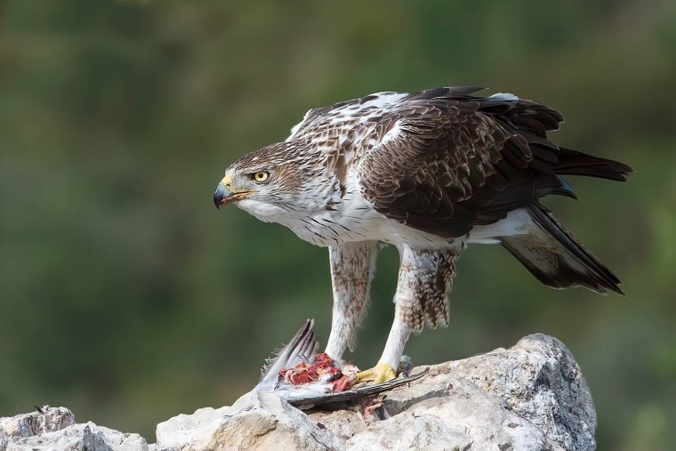 Индийский Ястребиный орёл