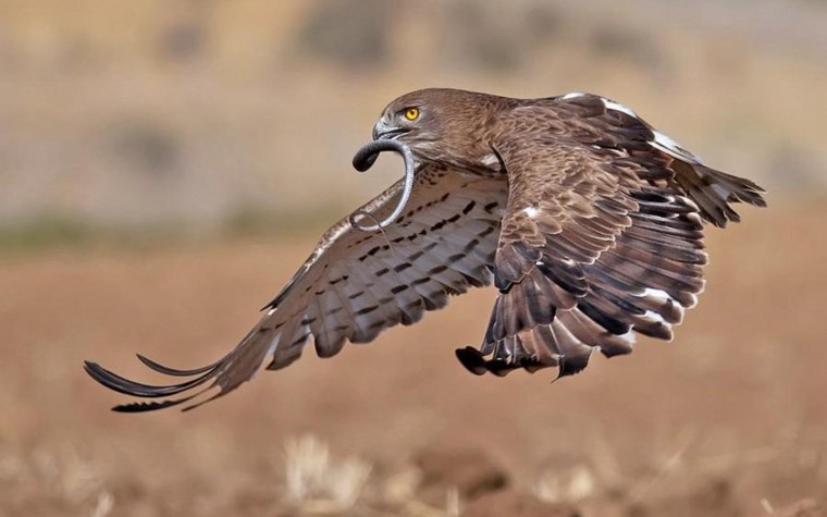 Канюк, чеглок, Змееяд