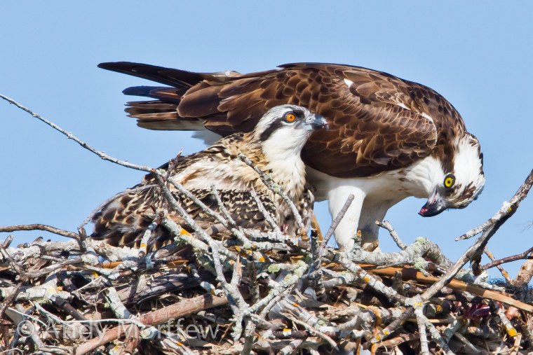 Отряд дневные Хищные птицы клюв