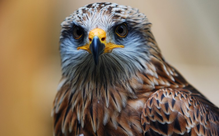 Хищные птицы ястреб