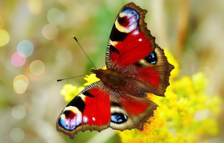 Красивые яркие бабочки