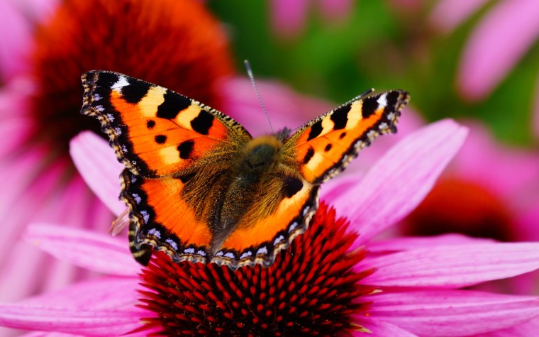 Бабочки в цветах