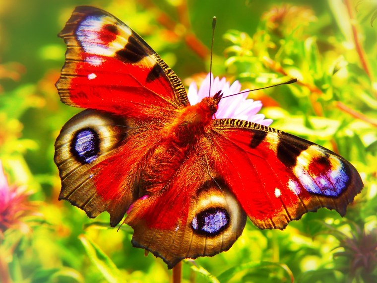 Красивые яркие бабочки