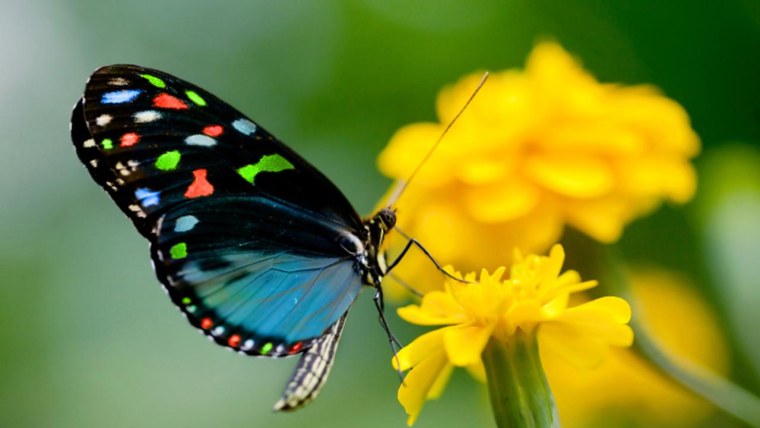 Красивые яркие бабочки