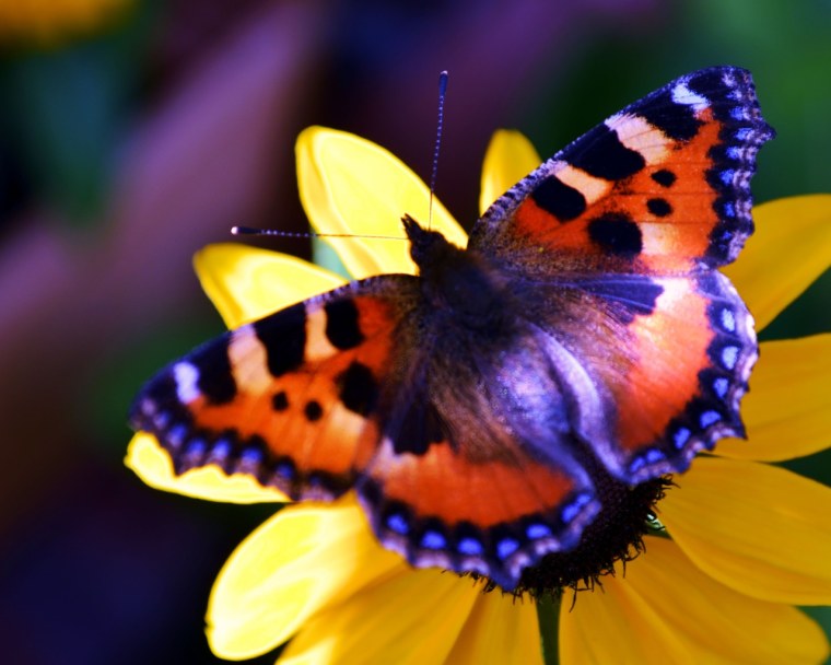 Красивые яркие бабочки