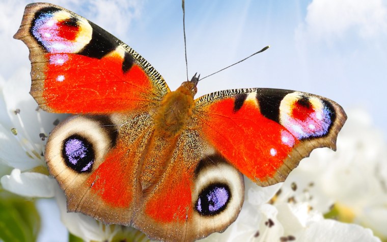 Открытки бабочки на цветах