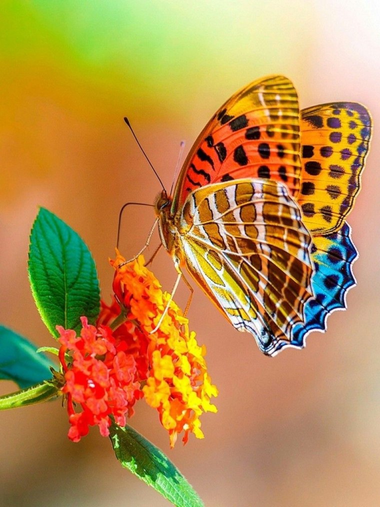 Бабочки крупные на цветах