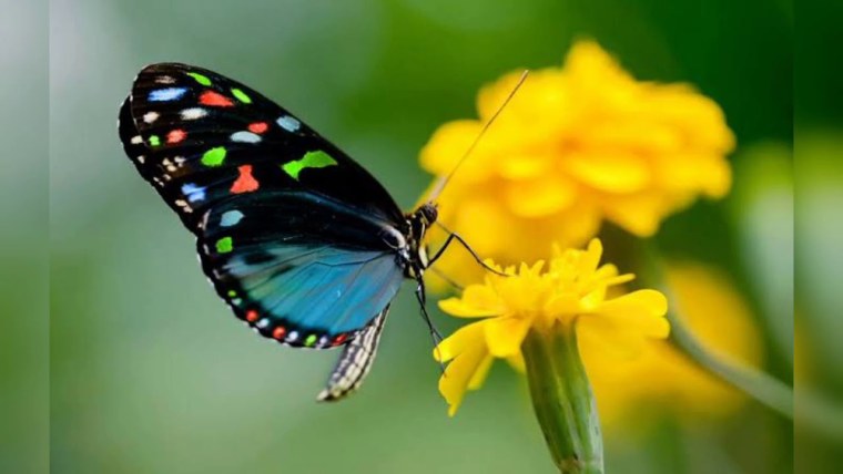 Бабочка Баттерфляй